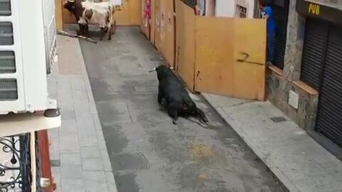 Pacma denuncia que un toro se rompe las patas nada m&aacute;s salir del caj&oacute;n en los encierros de Mejorada del Campo, Madrid