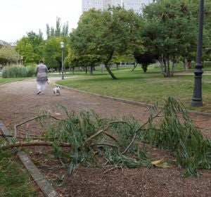 Una rama caída en el parque León Felipe de Zamora debido al vendaval provocado por el ciclón tropical Leslie Una rama caída en el parque León Felipe de Zamora debido al vendaval provocado por el ciclón tropical Leslie