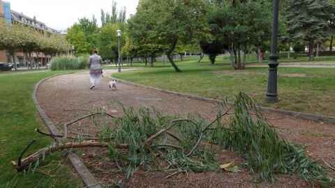  Una rama ca&iacute;da en el parque Le&oacute;n Felipe de Zamora debido al vendaval provocado por el cicl&oacute;n tropical Leslie