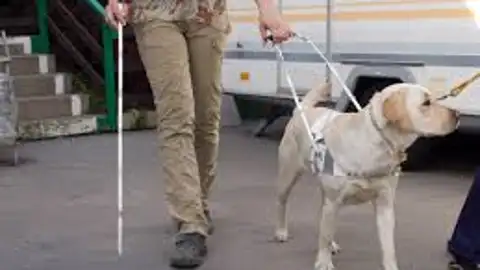 perro guia ciego perro guia ciego