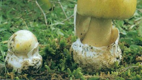 Amanita faloide. Un hombre fallece en Ourense tras comer setas venenosas