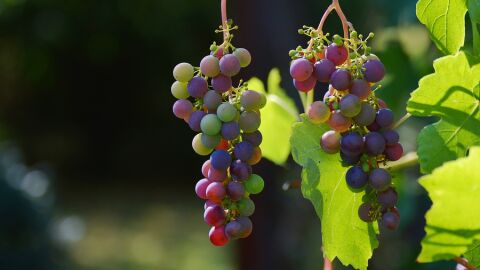 Los titulados de FP en Vitivinicultura podr&aacute;n seguir su formaci&oacute;n en la Universidad