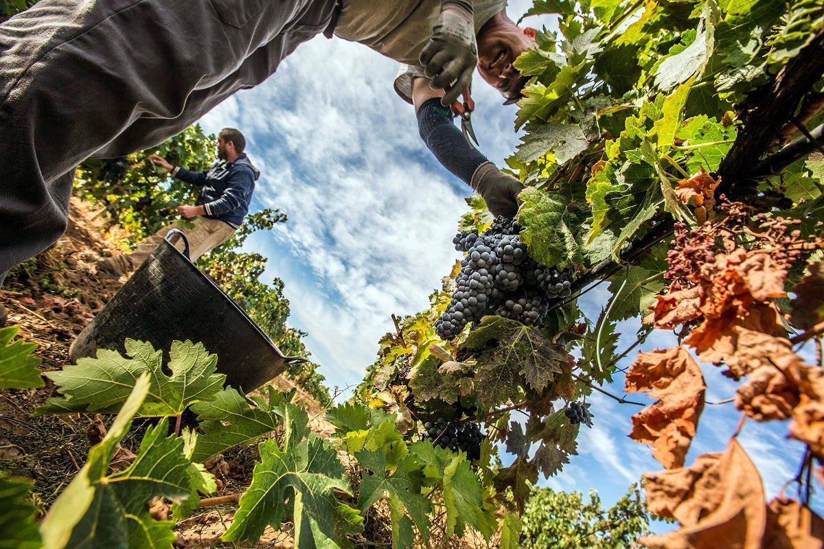 La UIB advierte que el cambio climático amenaza la producción de vino La UIB advierte que el cambio climático amenaza la producción de vino