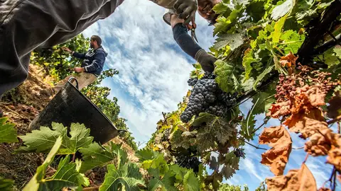 Imagen de archivo de gente trabajando en la vendimia Imagen de archivo de gente trabajando en la vendimia
