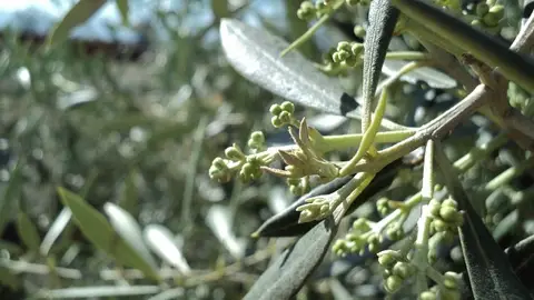 Identifican los enemigos de los insectos que transmiten patogenos al olivar Identifican los enemigos de los insectos que transmiten patogenos al olivar