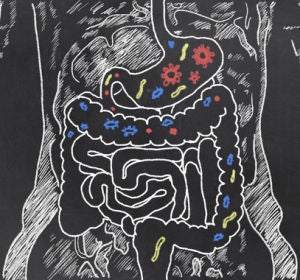 ilustración del intestino humano ilustración del intestino humano