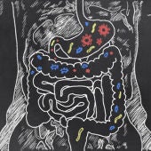 ilustración del intestino humano