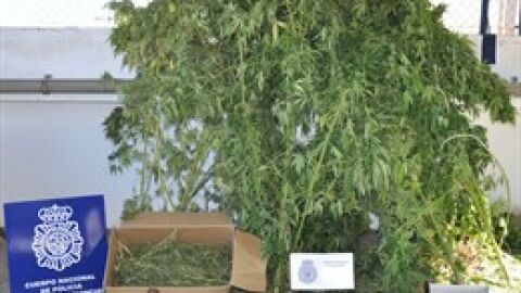 Plantaciones de marihuana incautadas en Puertollano