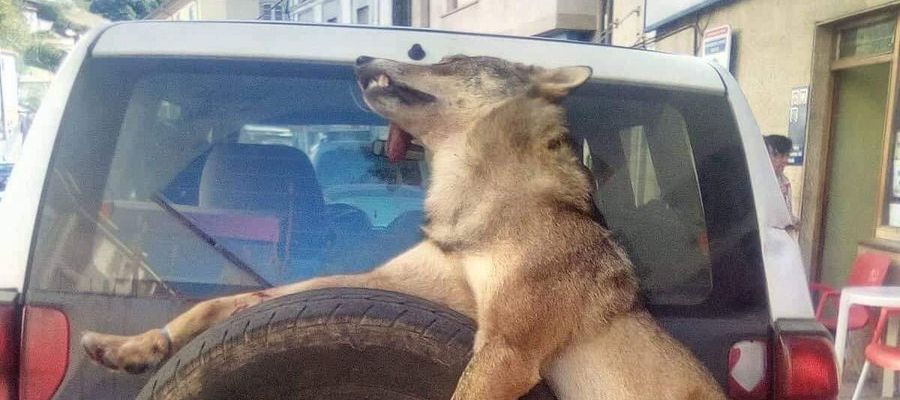 Un lobo muerto atado a un coche en Asturias Un lobo muerto atado a un coche en Asturias