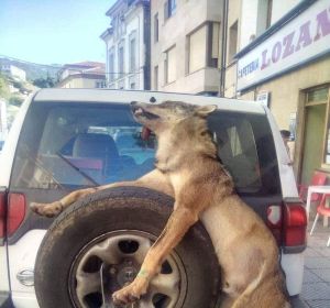 Un lobo muerto atado a un coche en Asturias Un lobo muerto atado a un coche en Asturias