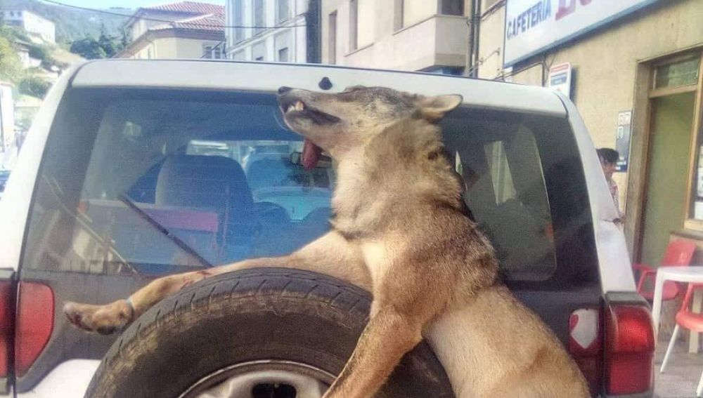 Un lobo muerto atado a un coche en Asturias