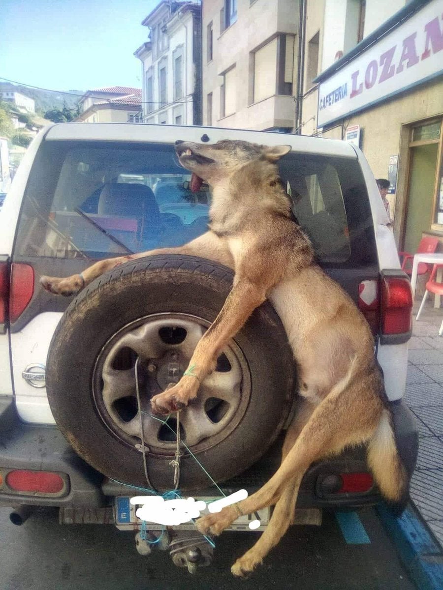Agentes abaten a un lobo y lo atan a la parte trasera de su todoterreno Agentes abaten a un lobo y lo atan a la parte trasera de su todoterreno