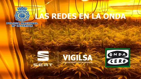 Aros Opinion sobre la legalizacion de la marihuana