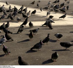 Imagen de archivo de palomas en una plaza Imagen de archivo de palomas en una plaza