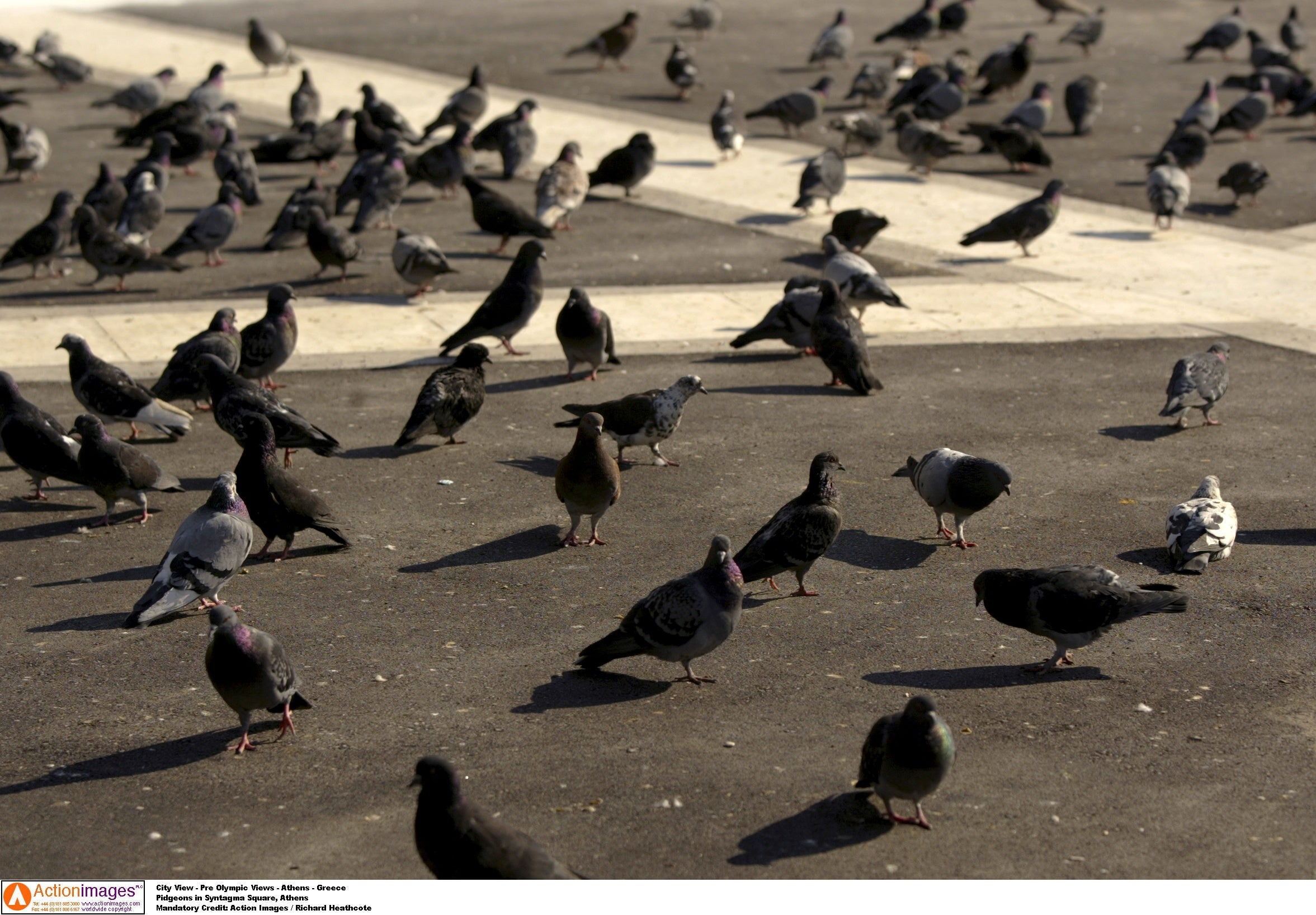 Manolito, una paloma de Leganés: "La vida del palomo es dura, porque nadie te quiere cerca" Manolito, una paloma de Leganés: "La vida del palomo es dura, porque nadie te quiere cerca"
