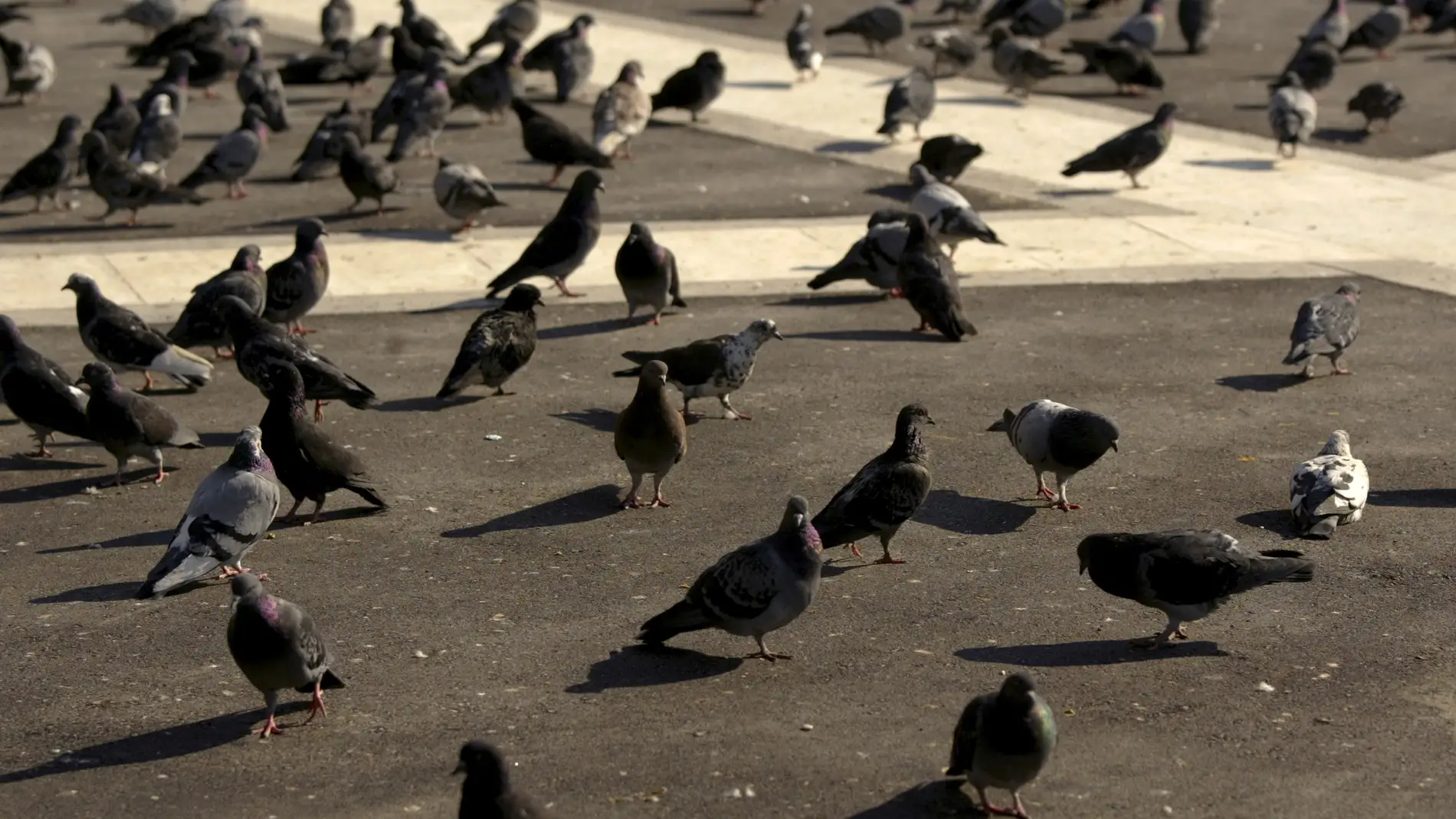 Imagen de archivo de palomas en una plaza