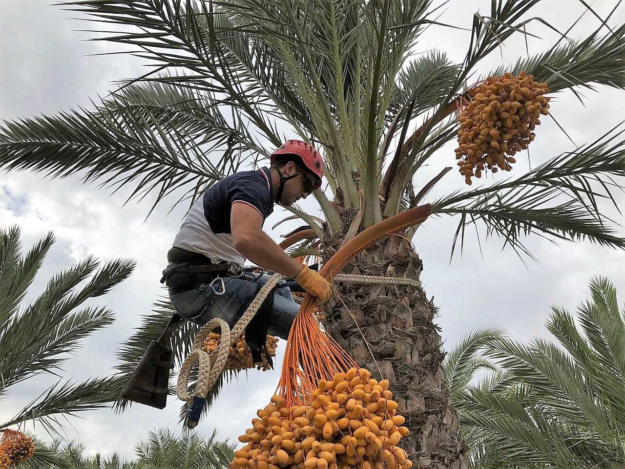 Elche confía en recolectar en torno a 15.000 kilogramos de dátiles de palmeras in vitro Elche confía en recolectar en torno a 15.000 kilogramos de dátiles de palmeras in vitro