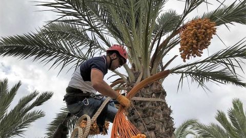Un palmerero corta un ramazo de d&aacute;tiles en una palmera de Elche