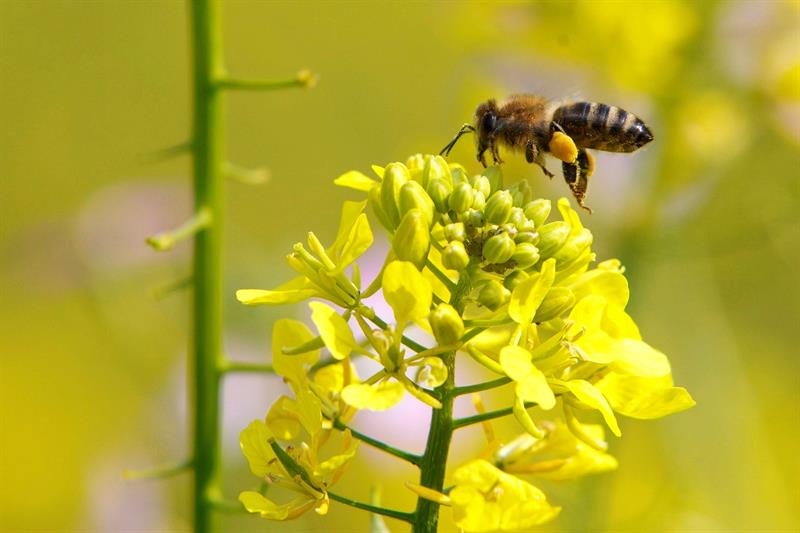 Alertan de que los insectos se podrían extinguir en 100 años Alertan de que los insectos se podrían extinguir en 100 años