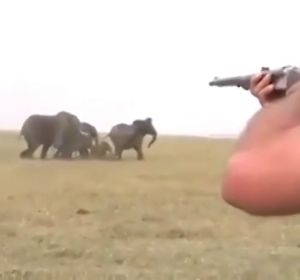 Cazadores disparando a elefantes en África Cazadores disparando a elefantes en África