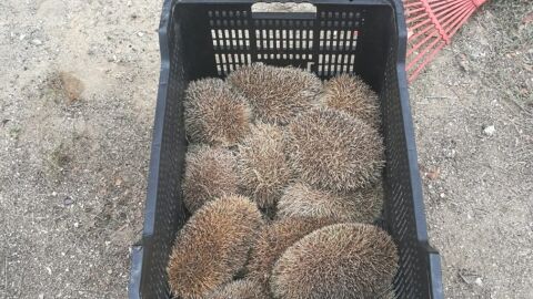Los erizos vivos recatados por la Polic&iacute;a