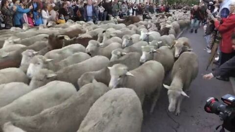 M&aacute;s de 1.500 ovejas y 100 cabras recorren el centro de Madrid para celebrar la transhumancia