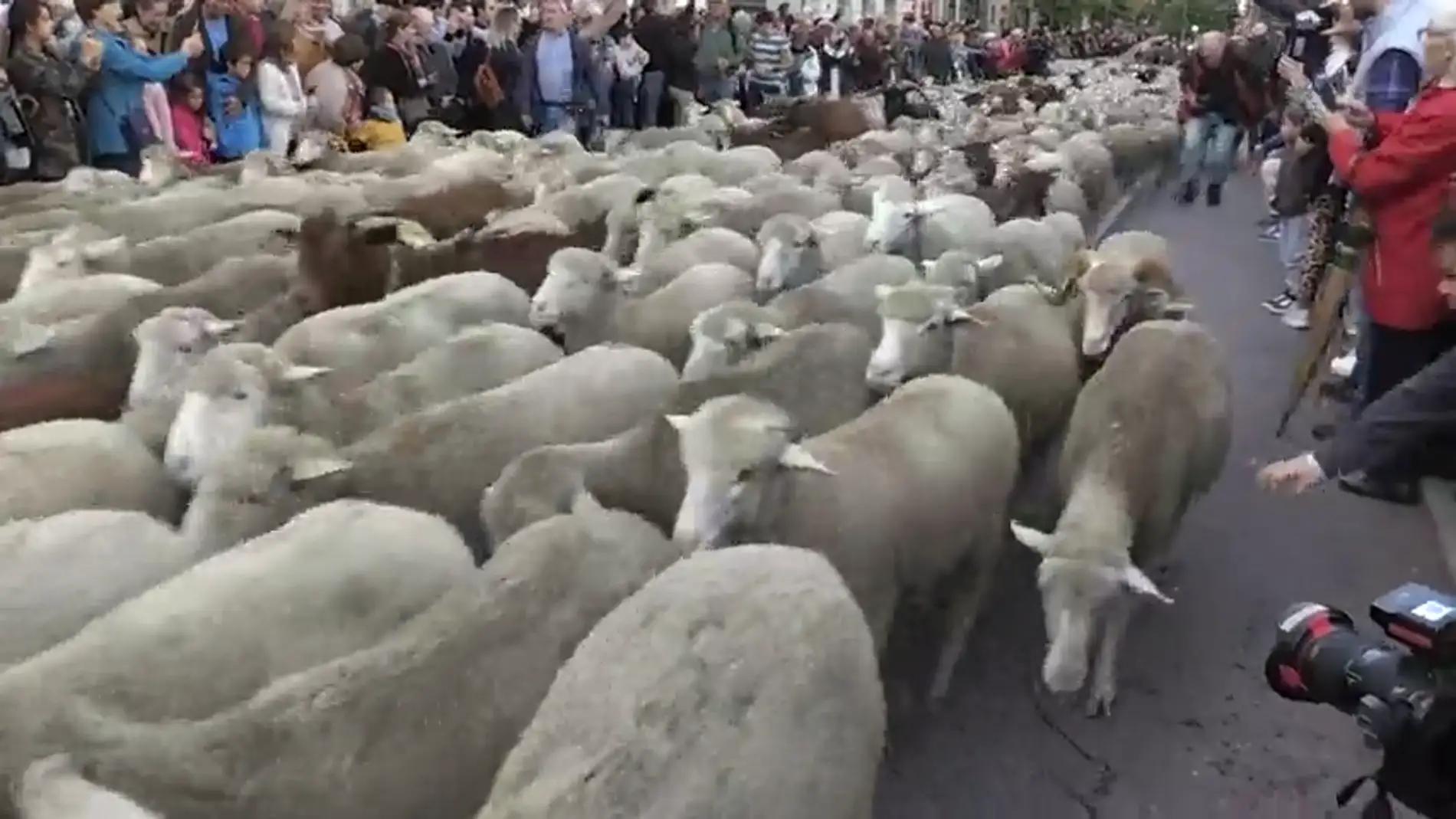 Más de 1.500 ovejas y 100 cabras recorren el centro de Madrid para celebrar la transhumancia