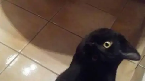 La foto del cuervo que triunfa en redes La foto del cuervo que triunfa en redes sociales