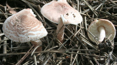 Setas Lepiota Brunneoincarnata. 