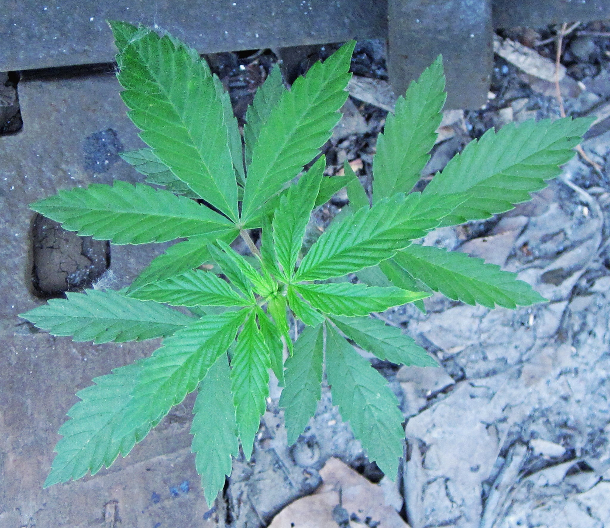 Canarias En La Onda Martes 04/12/2018 Canarias En La Onda Martes 04/12/2018