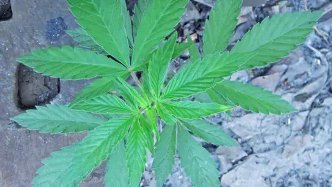 Los llamados fitocannabinoides solo se encuentran en la especie ‘Cannabis sativa’ Los llamados fitocannabinoides solo se encuentran en la especie ‘Cannabis sativa’