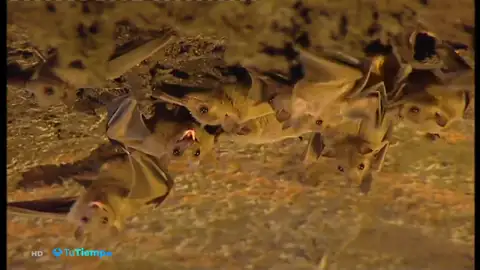 Los murciélagos son los mejores insecticidadas naturales Los murciélagos son los mejores insecticidadas naturales