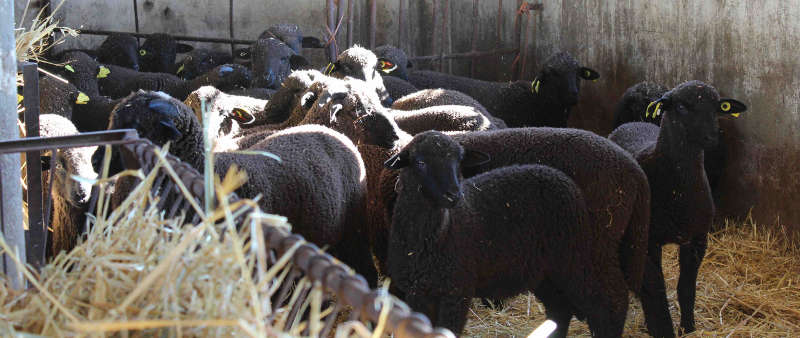 La 39ª edición del Salón Ovino de Castuera reunirá 480 cabezas de ganado selecto y 66 expositores del 6 al 9 de septiembre La 39ª edición del Salón Ovino de Castuera reunirá 480 cabezas de ganado selecto y 66 expositores del 6 al 9 de septiembre