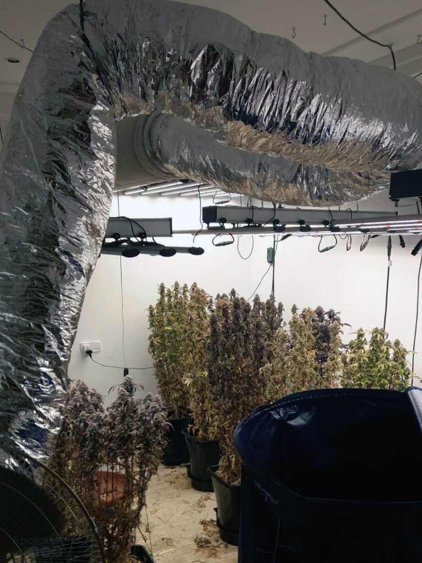 La Policía Local de Elche descubre una plantación de marihuana en el interior de una vivienda al atender un presunto caso de malos tratos La Policía Local de Elche descubre una plantación de marihuana en el interior de una vivienda al atender un presunto caso de malos tratos