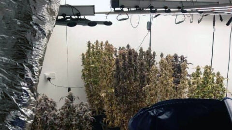 Cultivo de marihuana en el interior de la vivienda