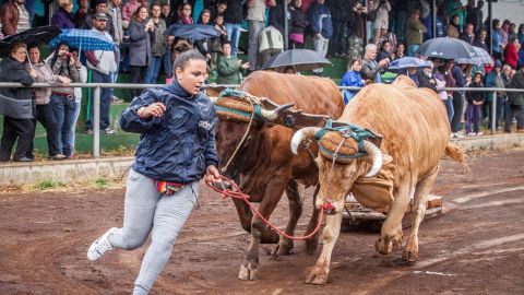 Arrastre de Ganado de Canarias