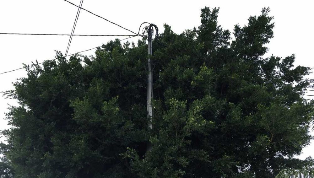 Poste de cableado de suministros completamente tapado por las ramas de un árbol en la pedanía de Asprillas de Elche