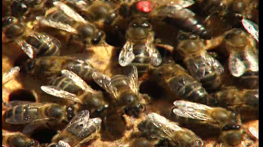 La inteligencia de los insectos La inteligencia de los insectos