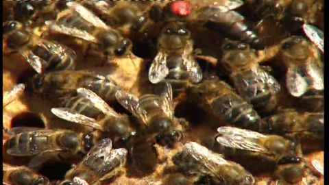 El debate sobre los insectos modificados gen&eacute;ticamente: podr&iacute;an ser utilizados como armas biol&oacute;gicas