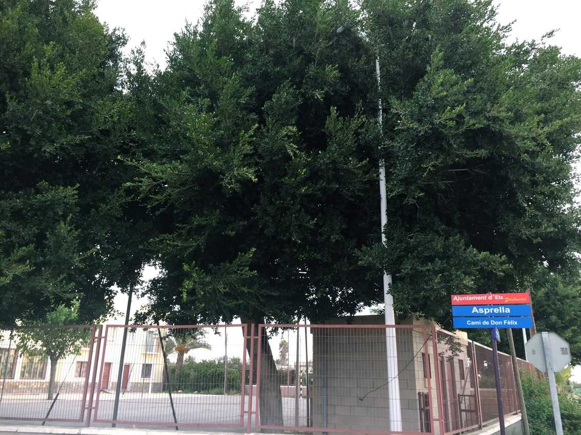 Ilicitanos por Elche urge la poda de los árboles que hay junto al centro cívico de la pedanía de Asprillas Ilicitanos por Elche urge la poda de los árboles que hay junto al centro cívico de la pedanía de Asprillas