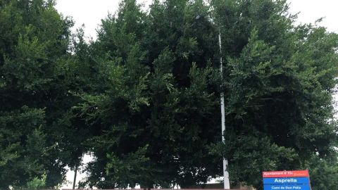 Farola tapa completamente por las ramas de un &aacute;rbol en la pedan&iacute;a de Asprillas de Elche