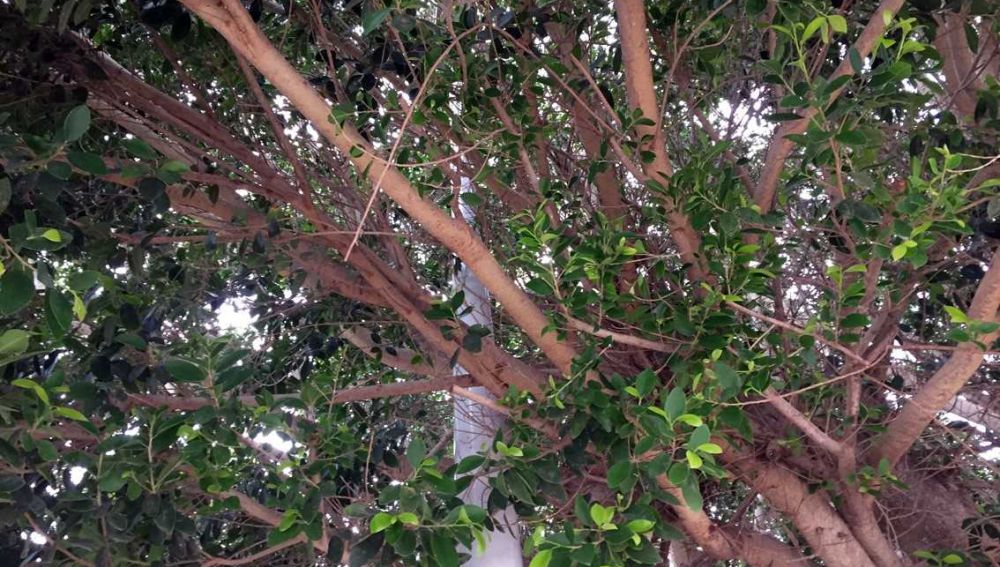Columna de una farola entre las ramas de un árbol en la pedanía de Asprillas de Elche