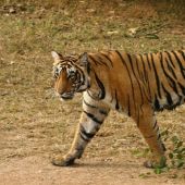 Imagen de una tigresa