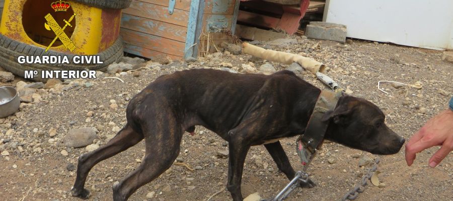 Uno de los perros rescatados en Gran Canaria Uno de los perros rescatados en Gran Canaria