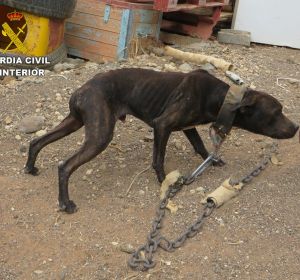 Uno de los perros rescatados en Gran Canaria Uno de los perros rescatados en Gran Canaria