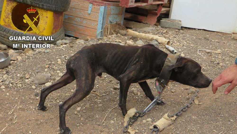 Uno de los perros rescatados en Gran Canaria