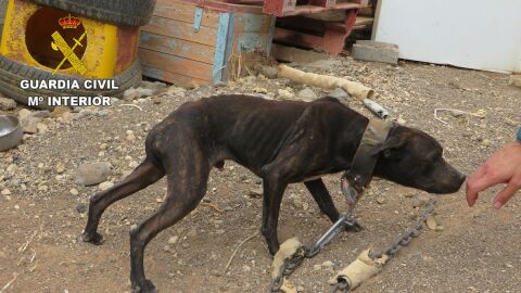 Uno de los perros rescatados en Gran Canaria