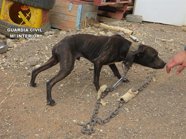 Tener a un perro atado no es ético, ni legal Tener a un perro atado no es ético, ni legal