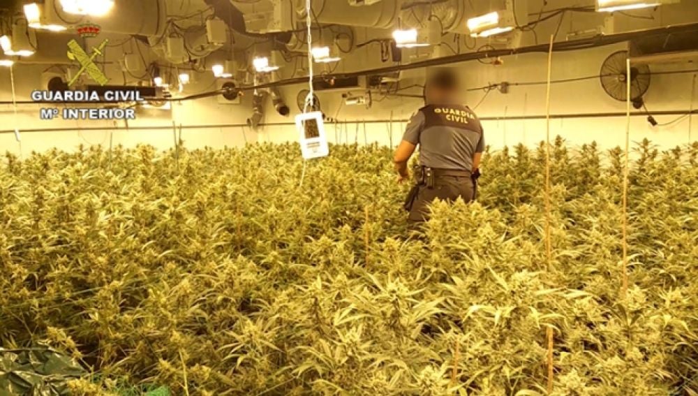 Imagen de algunas de las plantas de marihuana que se ha incautado la Guardia Civil