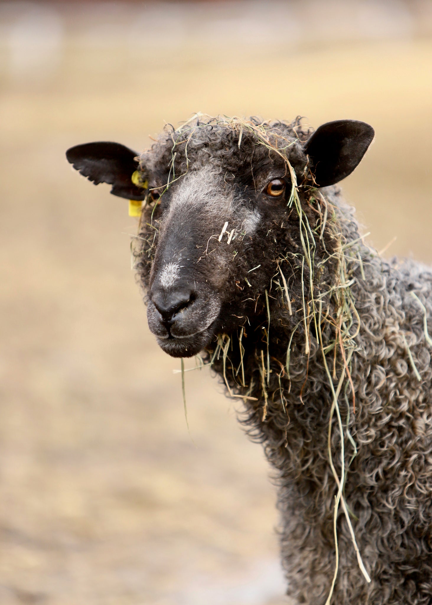 Extremadura registraba en una explotación en Navalvillar de Pela el primer foco de lengua azul este año Extremadura registraba en una explotación en Navalvillar de Pela el primer foco de lengua azul este año
